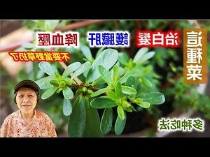 馬 齒 莧